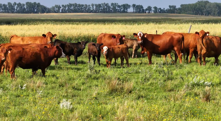 90 Head of Red and Red baldy Bred Cows